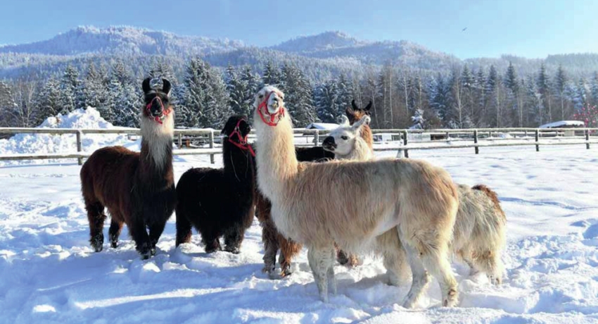 Gut Aiderbichl 1 - Gut Aiderbichl & Salzburg