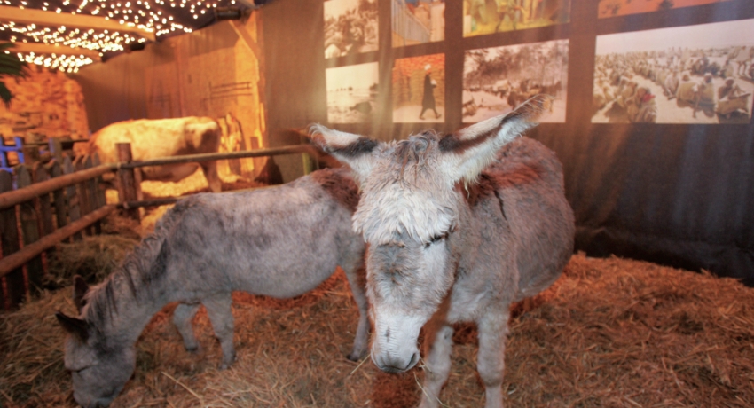 Gut Aiderbichl Haupt_C_Gut Aiderbichl - Gut Aiderbichl & Salzburg