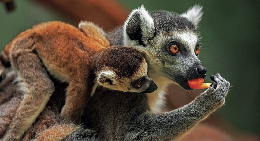 GEFTIER 1_C_Hellabrunn_2019_Maria Fencik - Tierpark Hellabrunn
