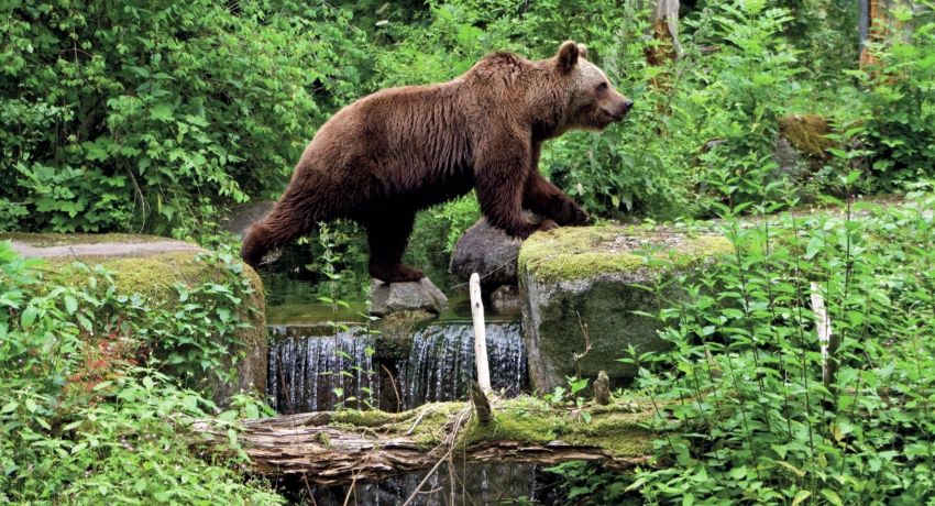 GEFTIER 2 - Tierpark Hellabrunn