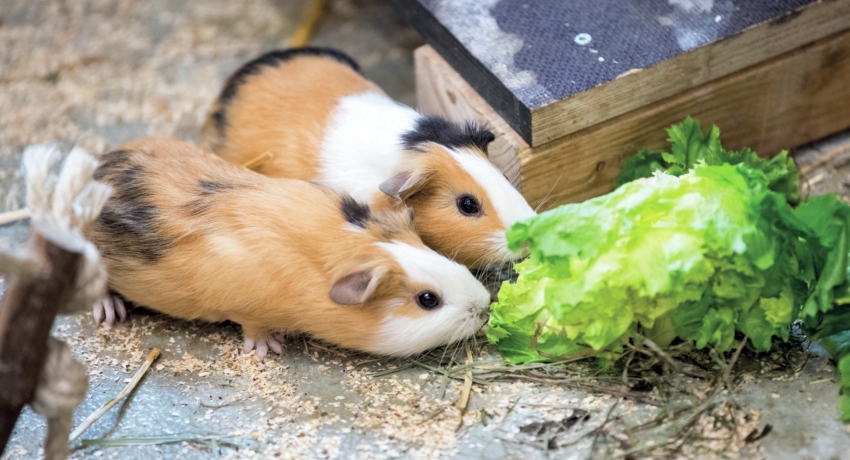 GEFTIER 3_C_Marc Mueller - Tierpark Hellabrunn