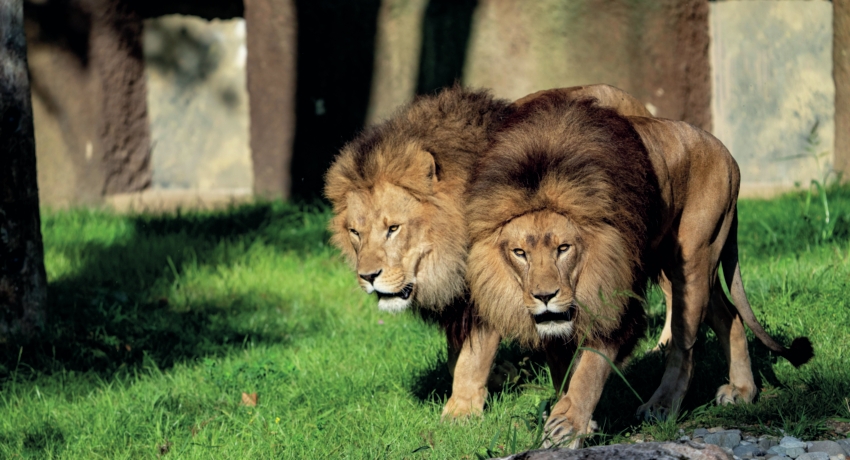 GEFTIER Haupt_C_Marc Mueller - Tierpark Hellabrunn