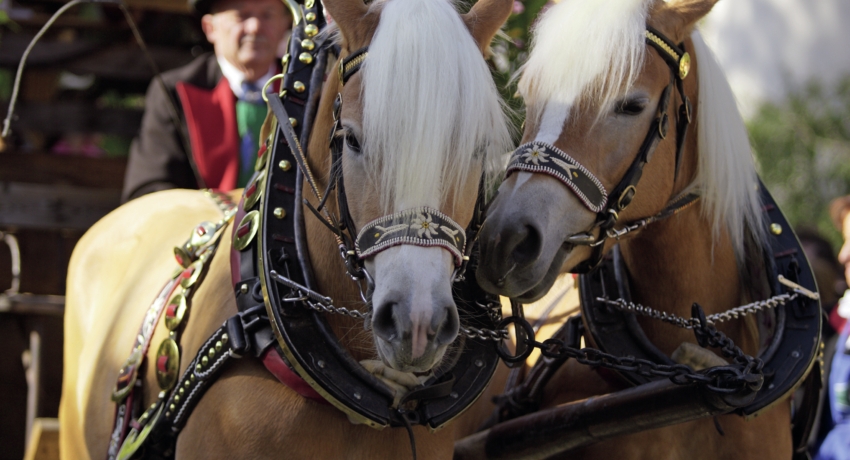 GEFTRAU Haupt - Traubenfest in Meran