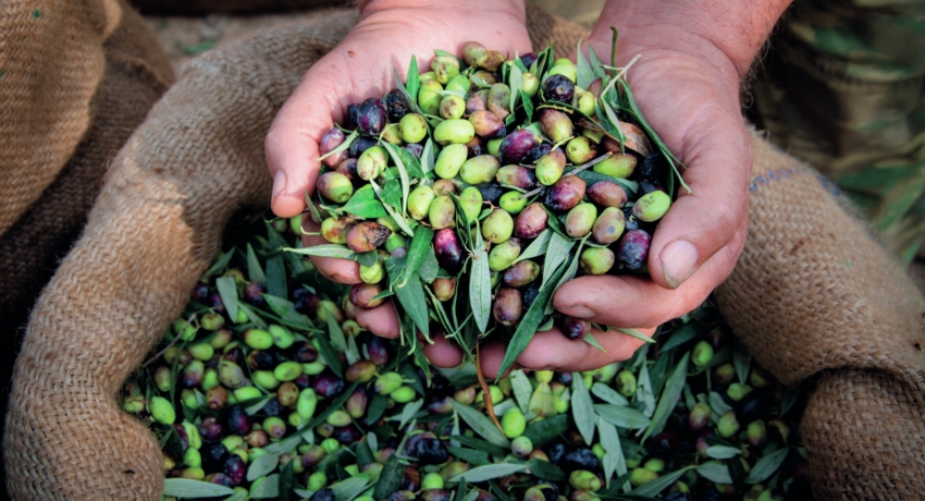 GRUOLIV 1 - Olivenölfestival an der Blumenriviera