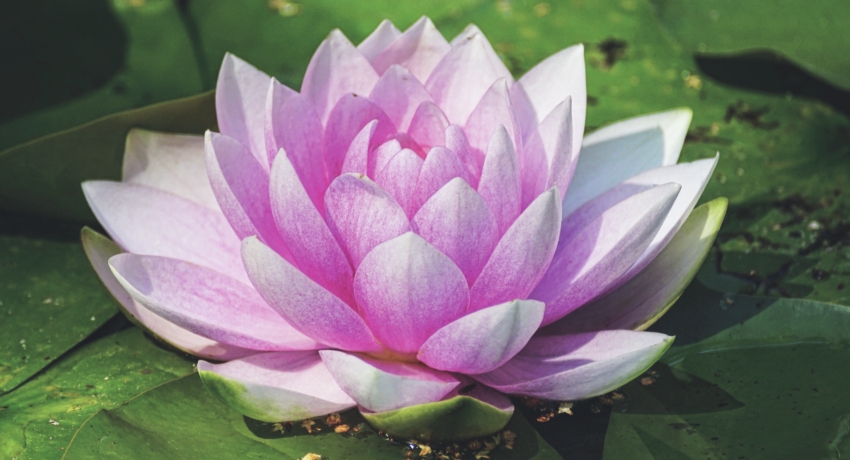 GRUROLO 4 - Mantua-Lotusblüten und Natur