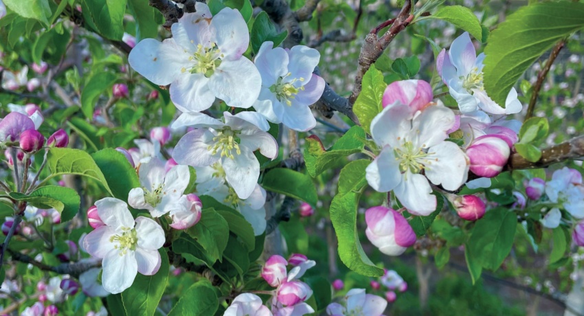 Apfelblüte - Weinbergwandern in Südtirol